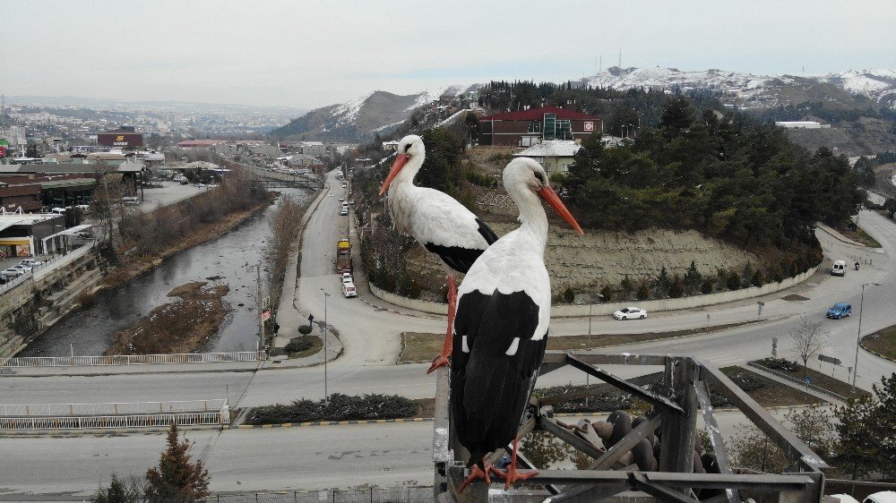 Baharın Habercisi Leylekler Karabük’e Erken Geldi