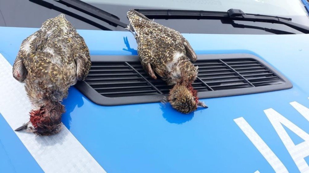 Koruma Altındaki Altın Yağmurcun Kuşlarını Avladılar