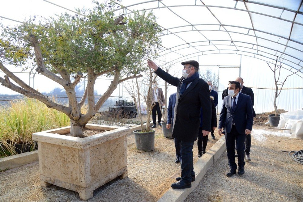 Kırşehir Belediyesi Seralarda Çiçek Üretiyor