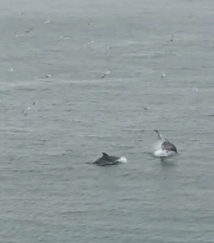 - Denizde Oyunlar Oynayan Yunus Balıklarına Kuşlarda Eşlik Etti