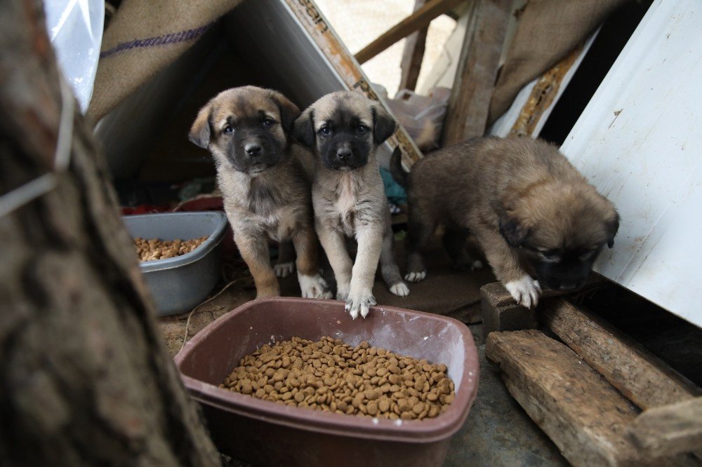 Fatsa’da Sokak Hayvanları Yalnız Değil