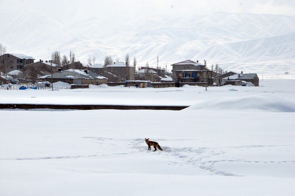 Aç Kalan Tilki, Yavrularıyla Şehir Merkezini Mesken Tuttu