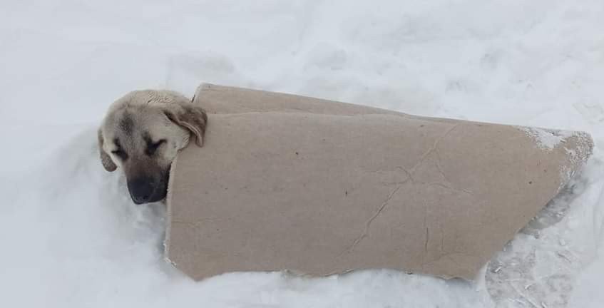 Köpeğin Üzerine Üşümesin Diye Halı İle Örttü