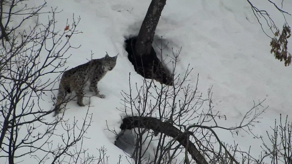 Tunceli’de Vaşak, Kurt Ve Dağ Keçileri Belgeselleri Aratmayan Görüntüler Oluşturdu
