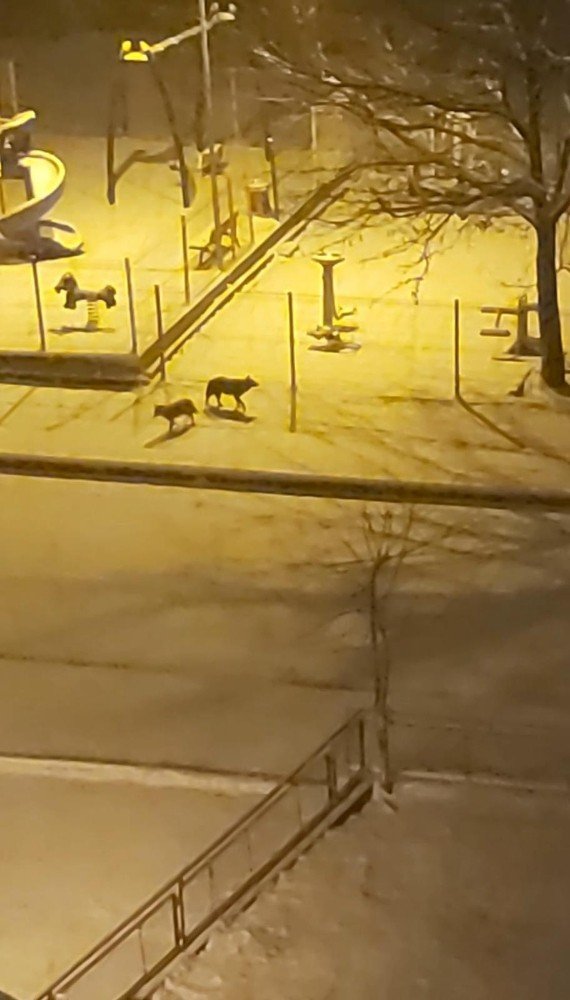 Aç Kalan Domuz Sürüsü Şehre İndi