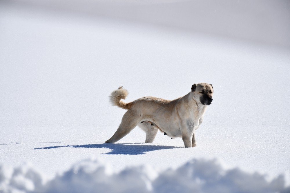 Beytüşşebap Beyaz Gelinliğini Giydi, Ortaya Kartpostallık Görüntüler Çıktı