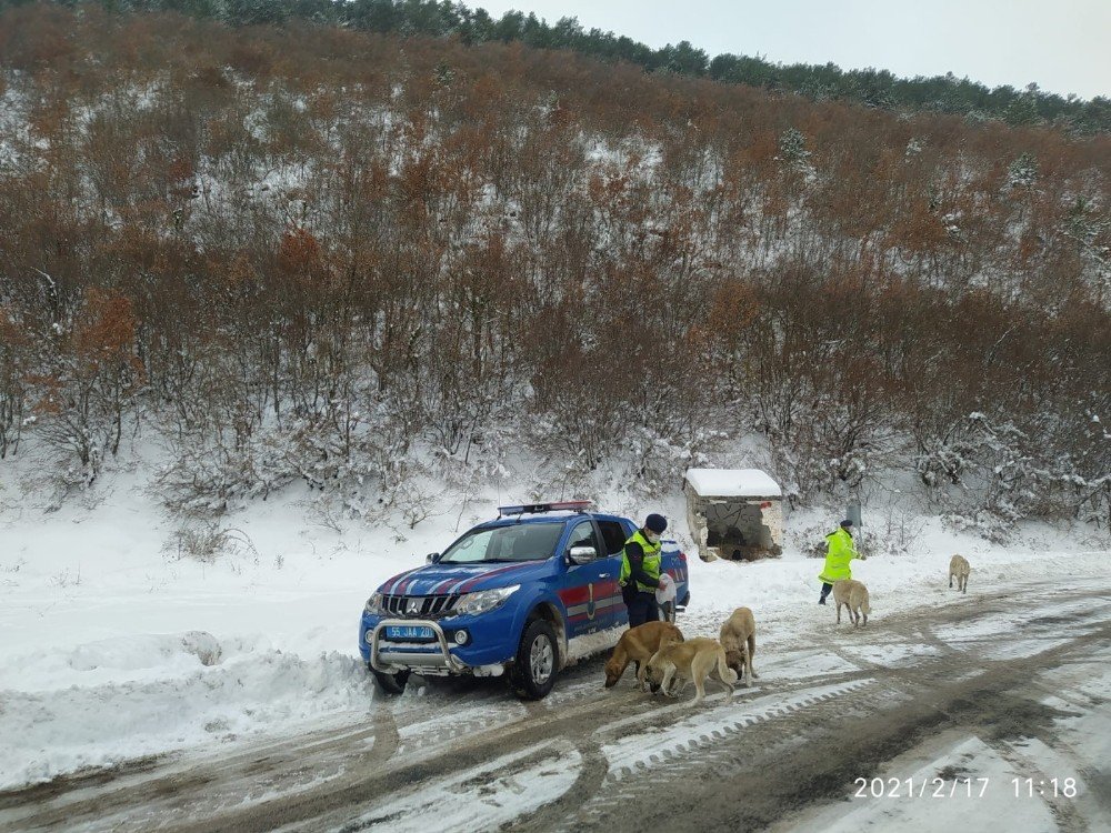 Jandarma Can Dostları Unutmadı