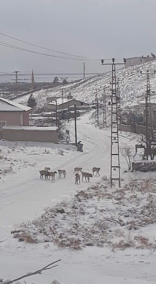 Yeşilhisar’da Köpek Sürüleri Vatandaşı Korkutuyor