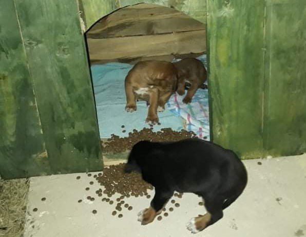 Belediye Ekipleri 4 Köpeği Donmak Üzereyken Kurtardı