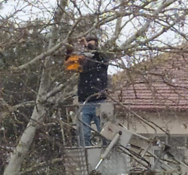 Osmaneli’de Kuşlar İçin Üretilen Yuvalar Ağaçlara Yerleştirildi