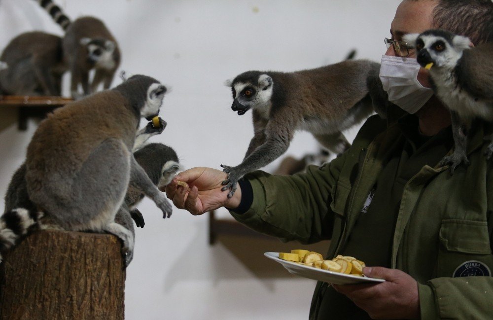 Sıcak İklime Alışkın Lemurlar Kışı Böyle Geçiriyor