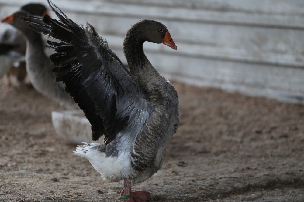 Bursa’da Aç Kalan Sokak Köpekleri 280 Kazı Telef Etti