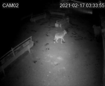 Aç Kalan Kurt Ağıldaki Koyunlara Saldırdı