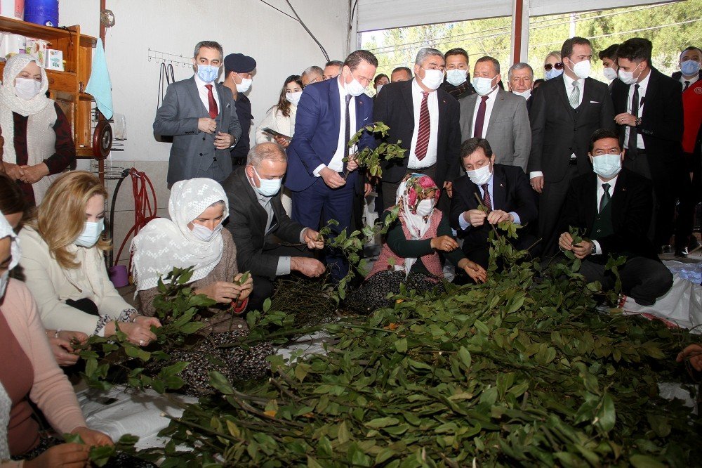 Fethiye’de 500 Bin Ada Çayı Ve Kekik Fidesi Dağıtıldı