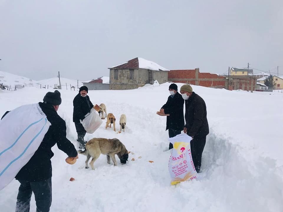 Bektaş Yaylasında Sokak Hayvanları Unutulmadı