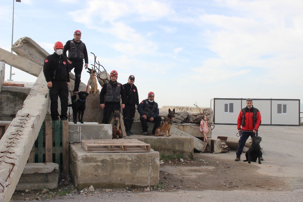 İ̇zmir’in Cesur Köpekleri