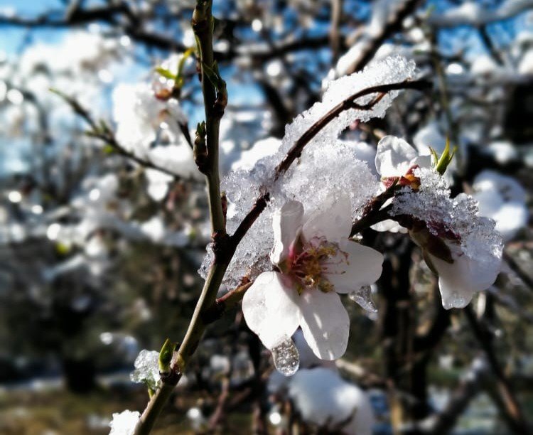 Badem Ağaçları Kış Ortasında Çiçek Açtı