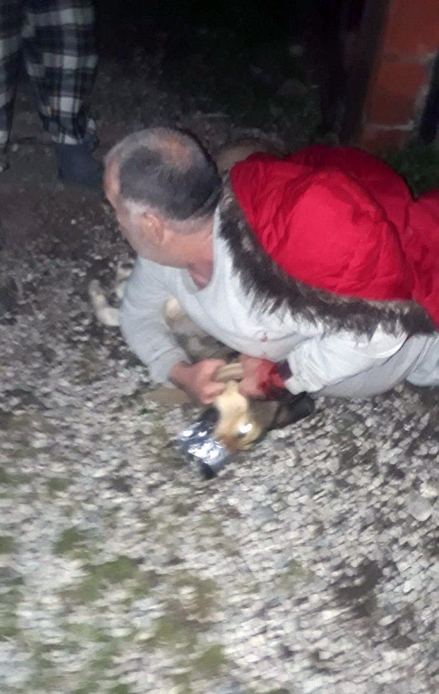 Köpeğin Saldırdığı Vatandaşı Jandarma Kurtardı