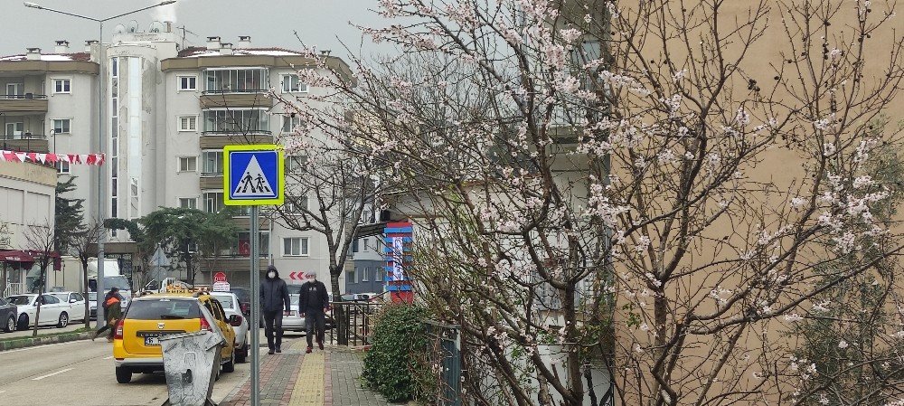 Ağaçlar Yalancı Bahara Aldandı Çiçek Açtı