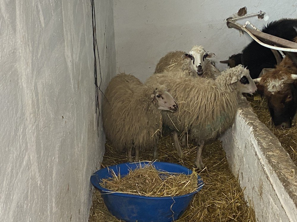 Ahırda Dehşete Düşüren Manzara