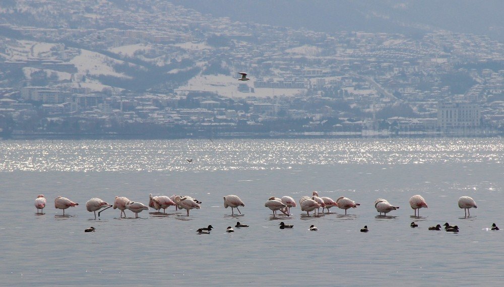 Körfez’i Renklendiren Flamingolar, Kışın Keyfini Sürüyor