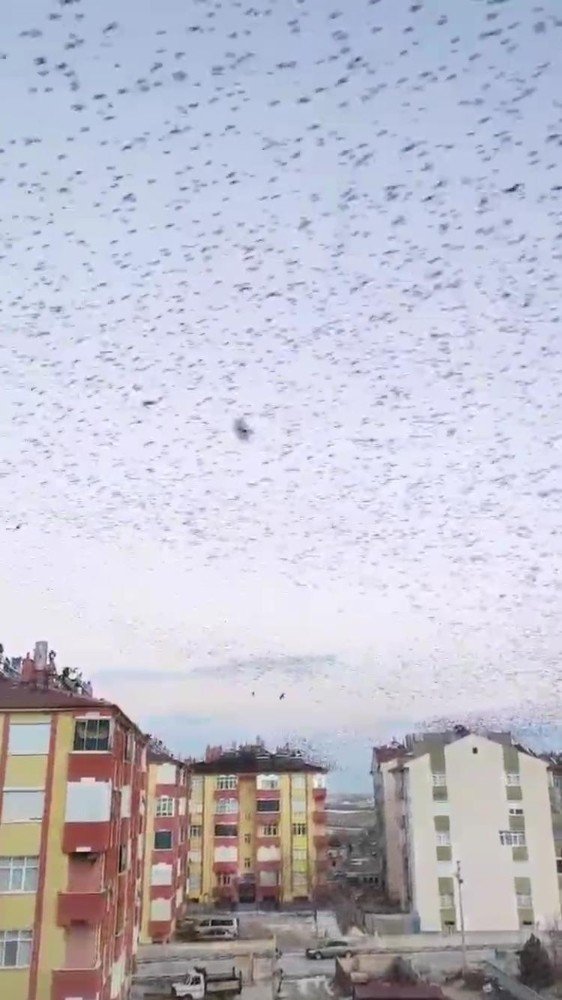 Sığırcıkların Dansı Hayran Bıraktı