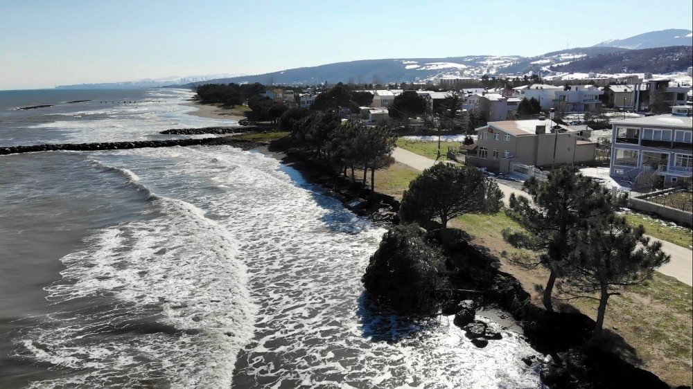 Kıyı Erozyonu Birçok Ağacı Kökünden Söktü