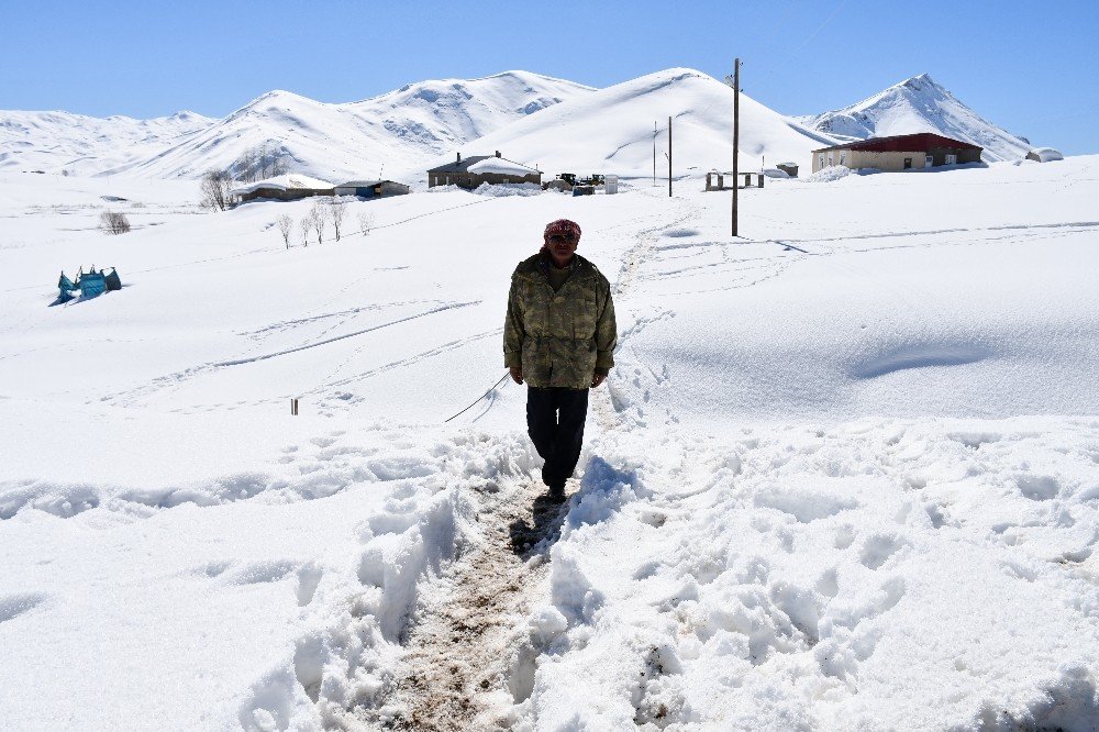 Yıllardır Karlı Dağlarda Hayvanlarıyla İç İçe Yaşıyor