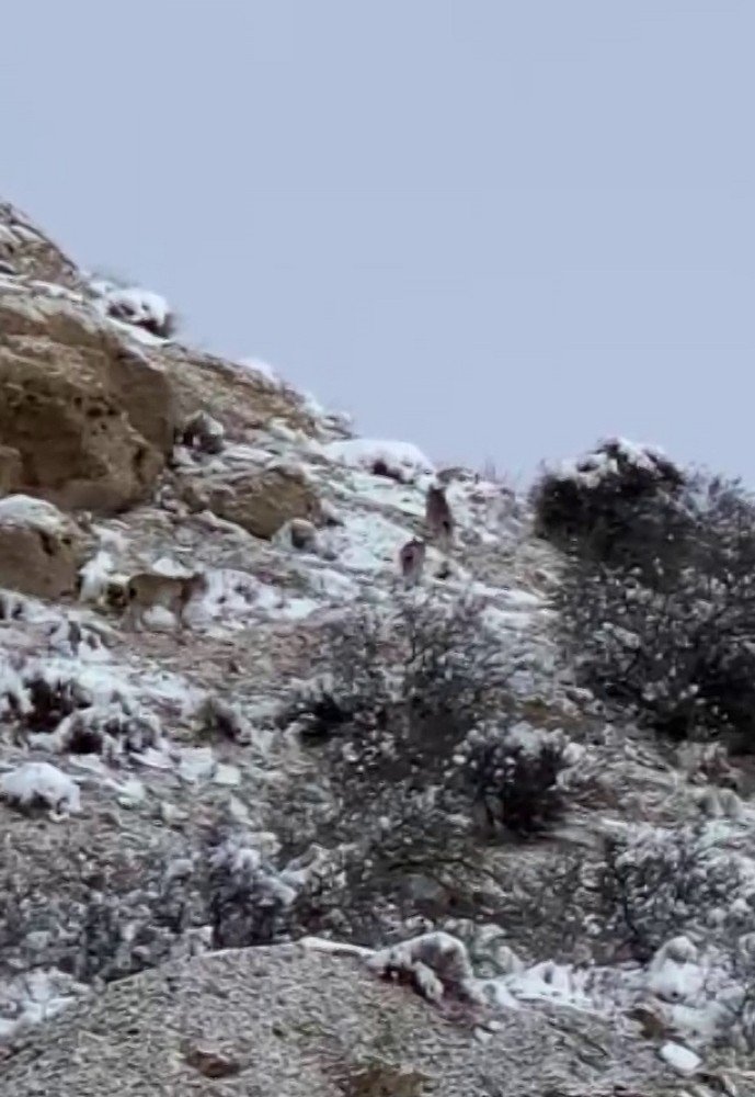 Nesli Tükeniyor, Doğanın Hayaletleri Bir Arada Görüldü