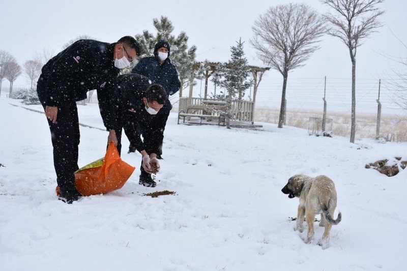 İ̇şyurtları, Sokak Hayvanlarına Besin Sağlıyor