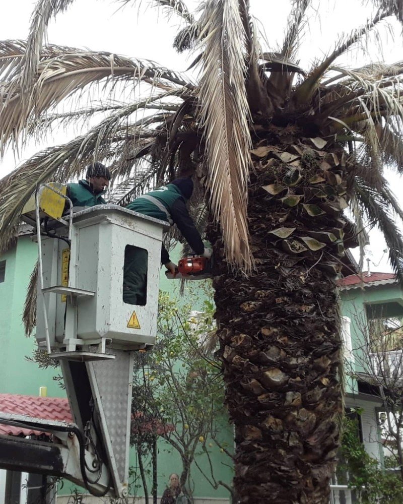 Ayvalık’ın Simgelerinden Palmiyeleri İçin ’kırmızı’ Mücadele