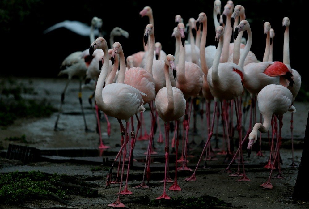 Flamingo Ailesine 12 Yeni Üye