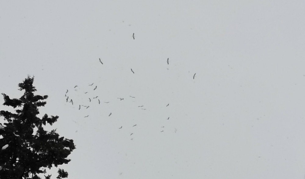 Baharda Gelen Leylekler Bu Yıl Karla Geldi
