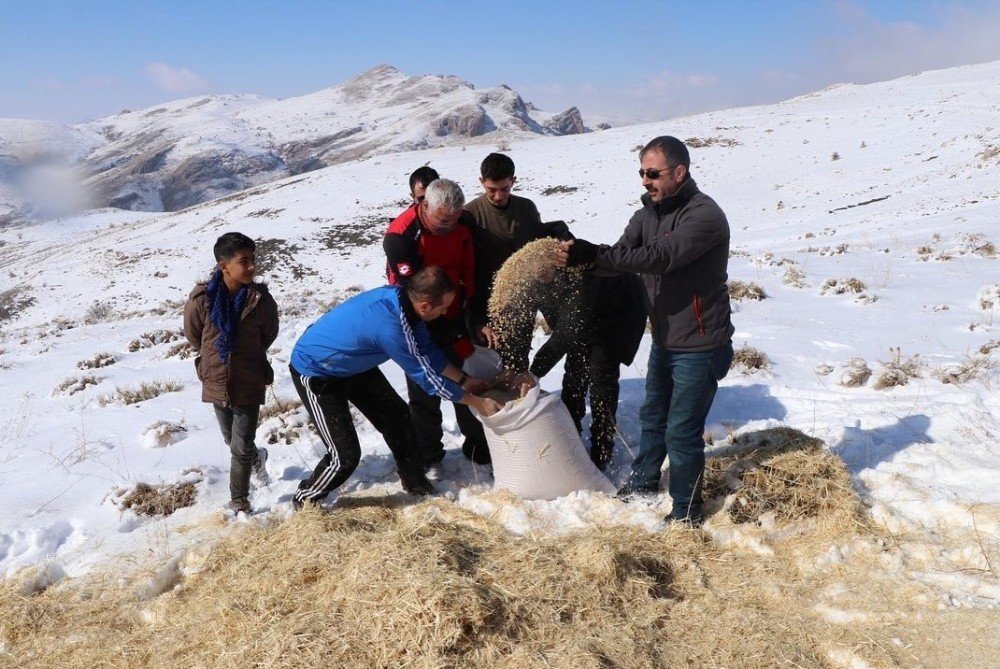Erzincan’da Yılkı Atları Ve Yaban Hayvanları İçin Doğaya Yem Bırakıldı