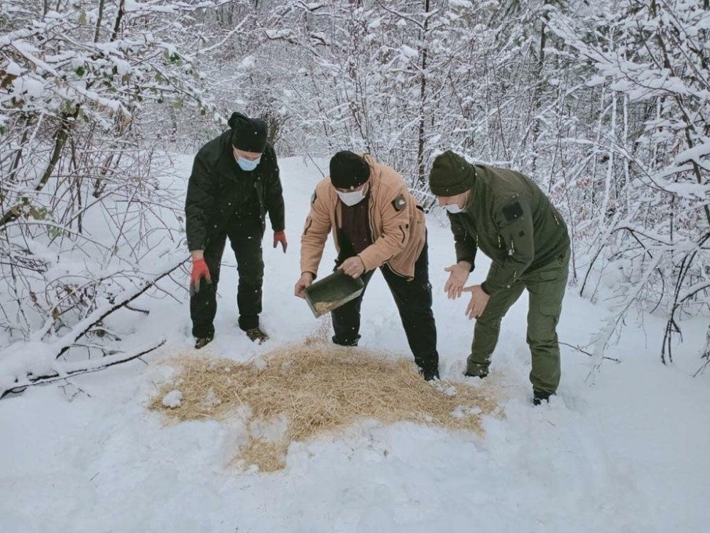 Yaban Hayvanları İçin Ormanlık Alana Yem Bırakıldı