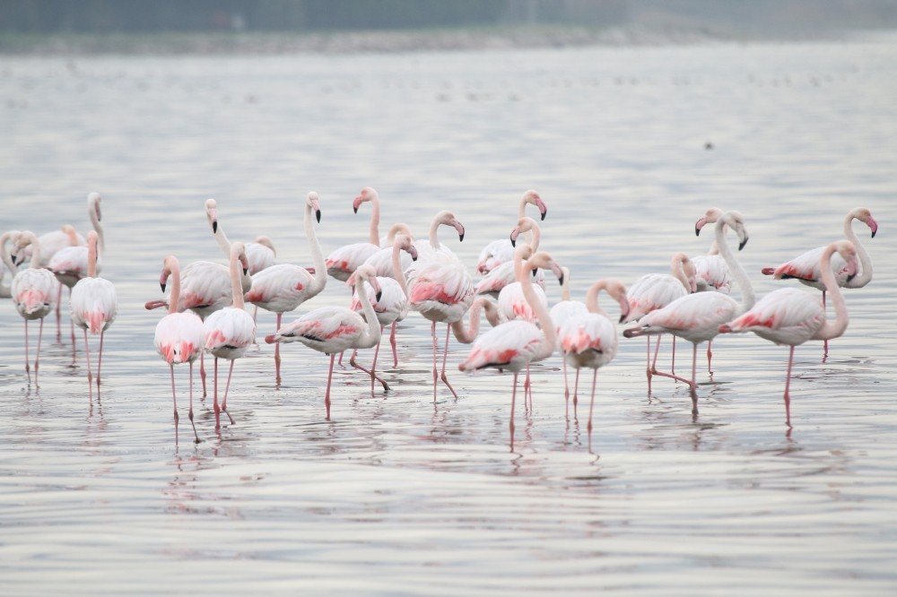 İ̇zmit Körfezi’nde Tür Sayısı Her Geçen Gün Artıyor