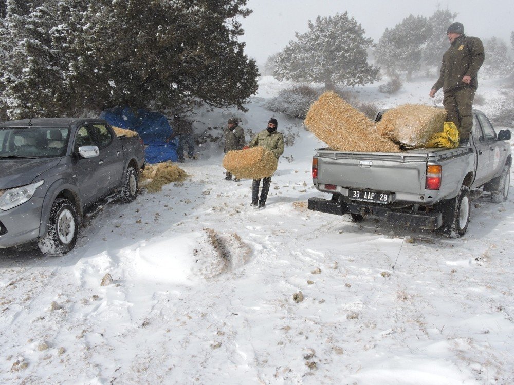 Mersin’de Yaban Hayvanları Unutulmadı