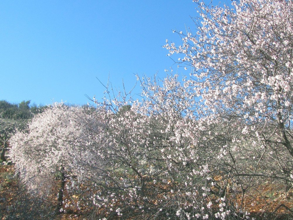 Erken Çiçek Açan Bademler Üreticiyi Telaşlandırdı