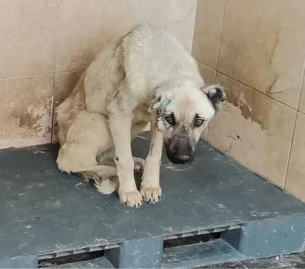 Bozüyük Belediyesi Geçici Hayvan Barınağı’nda Çekilen Resimler Hayvan Severleri Ayağa Kaldırdı