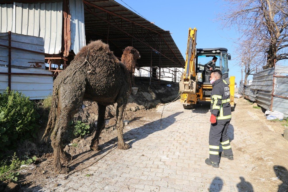 Hatay’da Deve Kurtarma Operasyonu