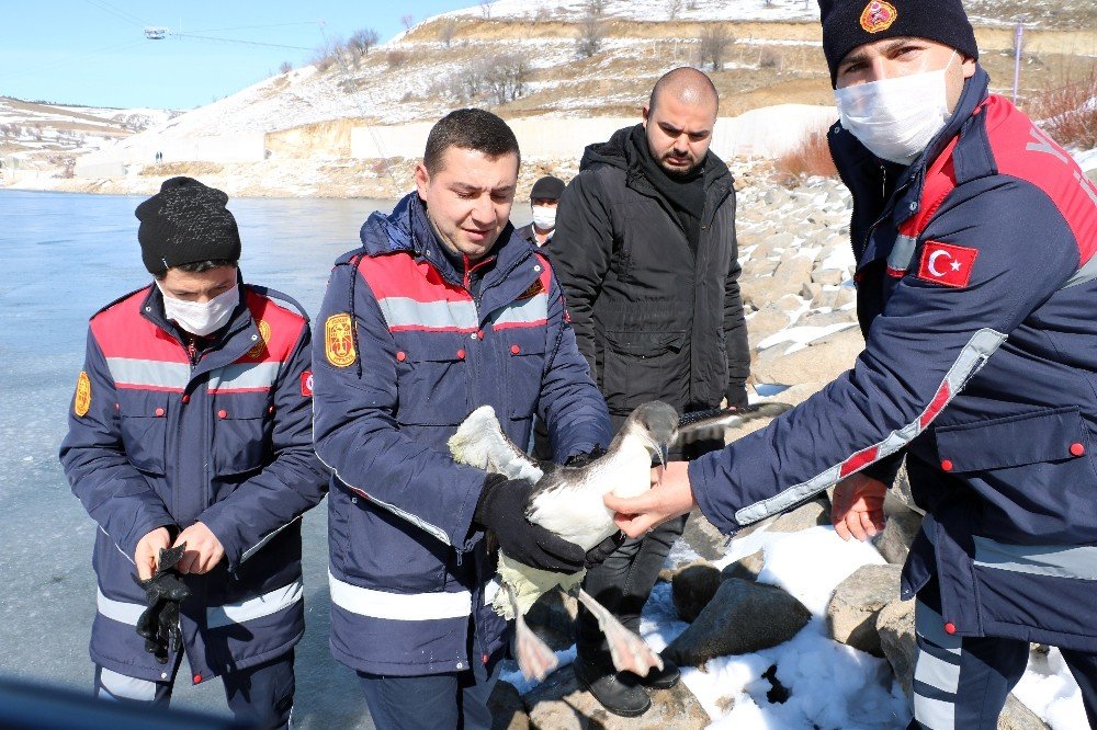 İ̇tfaiye Ekipleri Buz Tutan Gölde Donmak Üzere Olan Kuşu Kurtardı