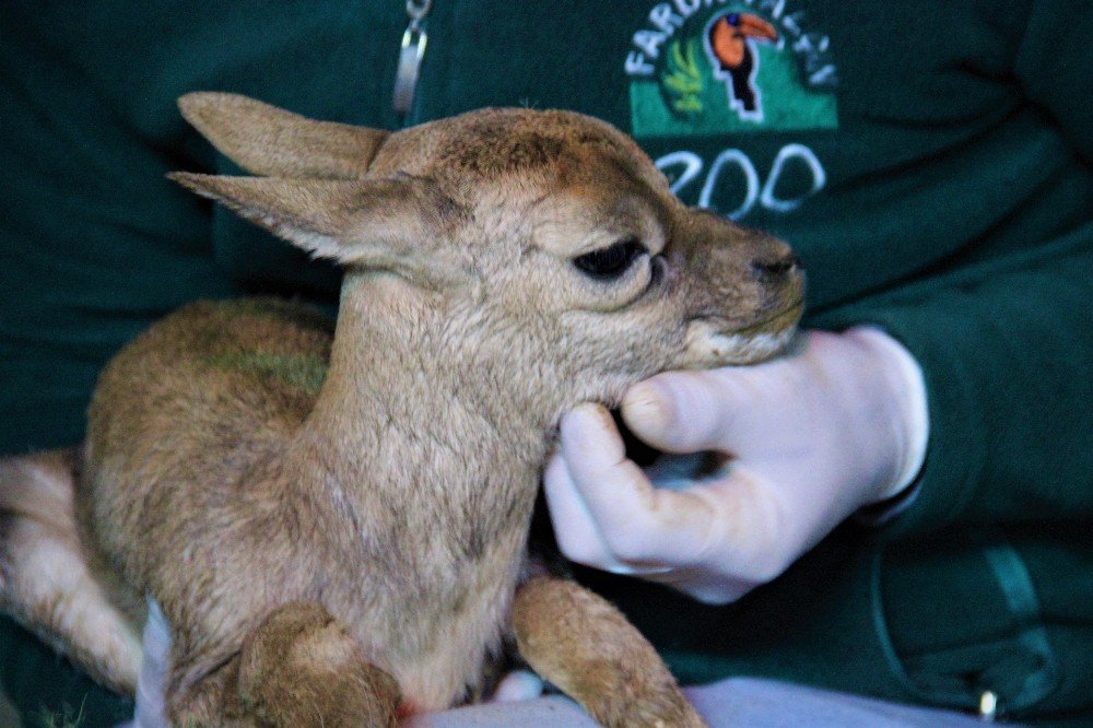 Hayvanat Bahçesinin Yeni Üyesi Dünyaya Gözlerini Açtı