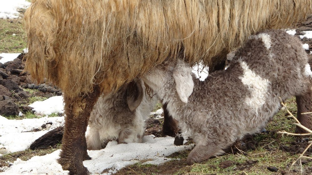 Anneleri Telef Olan Kuzular Biberonla Besleniyor