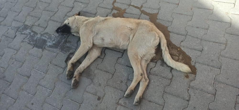 Nevşehir’deki Köpek Katili Yakalandı