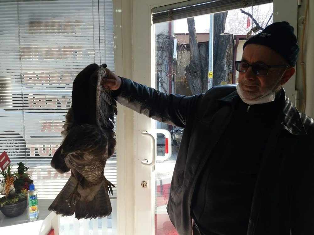 Yaralı Atmacayı Çiftçi Kurtardı