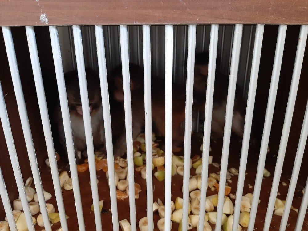 Silopi’de 4 Örümcek Maymun Koruma Altına Alındı