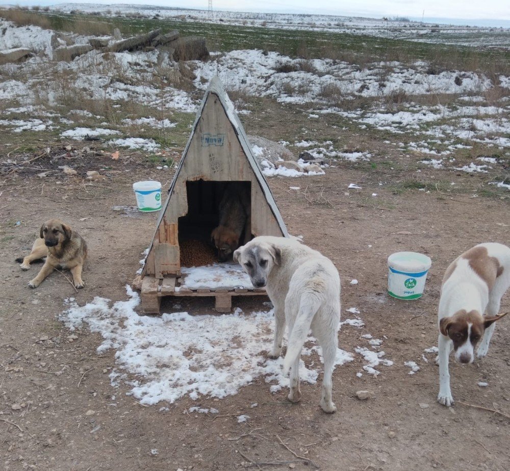 Sokak Hayvanlarının Dostları ’organize Patiler’ İş Başında
