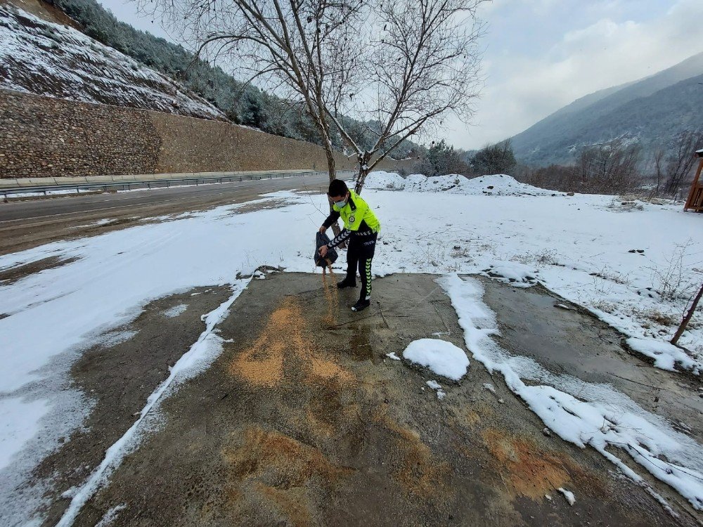 Amasya’da Polisler, Yaban Hayvanları İçin Doğaya Yem Ve Ekmek Bıraktı