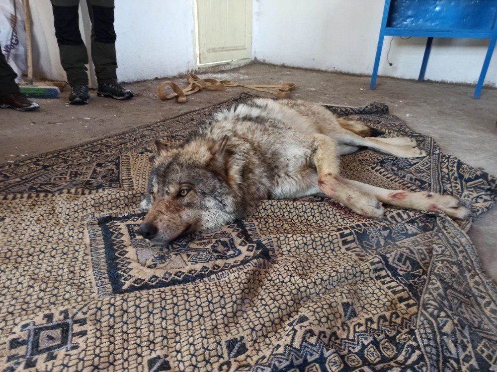 Vahşi Kurt Donmak Üzereyken Kurtarıldı