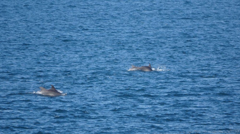 Çanakkale Boğazı’nda Yunus Balıklarının Şovu